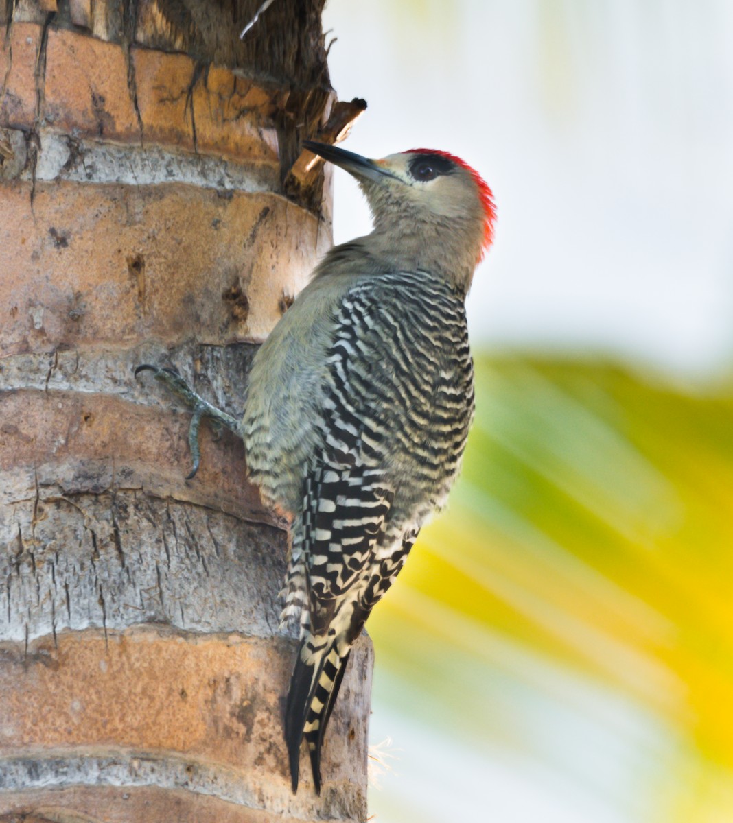 West Indian Woodpecker - Jim Merritt