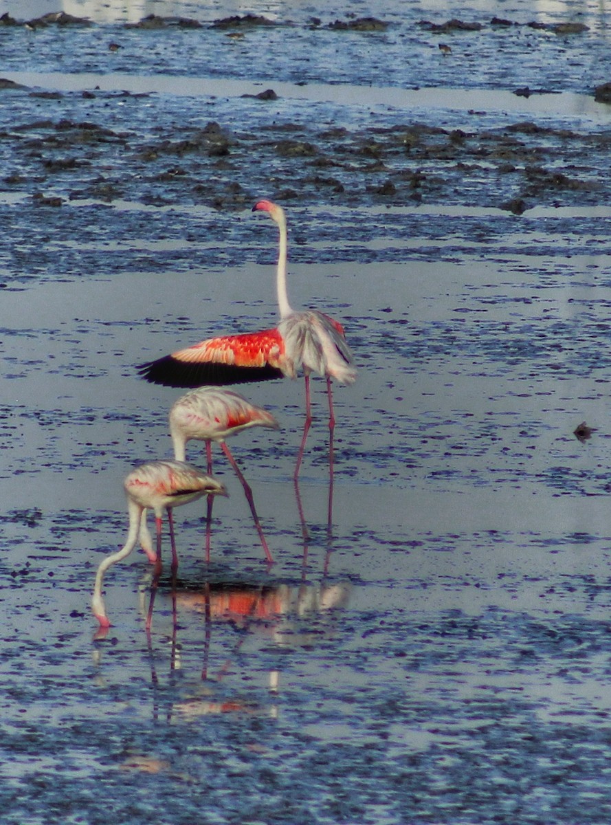 Greater Flamingo - ML152487371