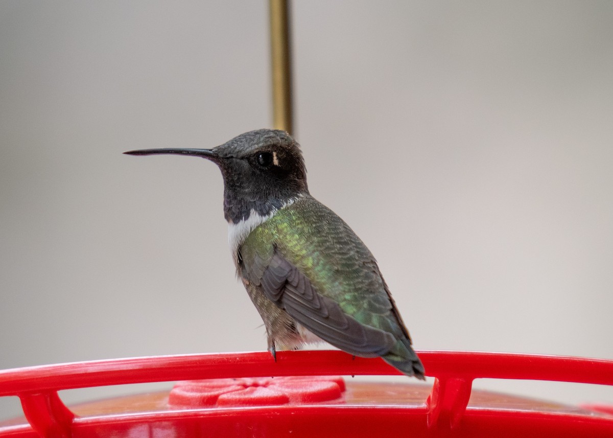 Black-chinned Hummingbird - Annette McClellan