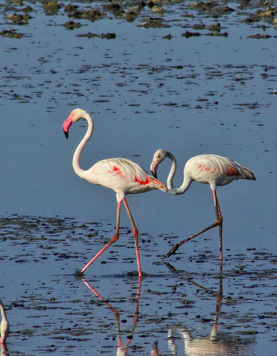 Greater Flamingo - ML152487541