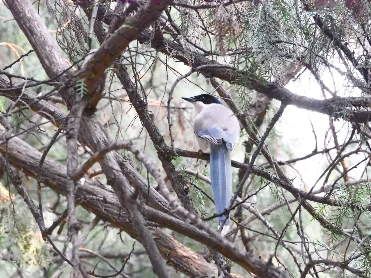 Azure-winged Magpie (Azure-winged) - Will Morris
