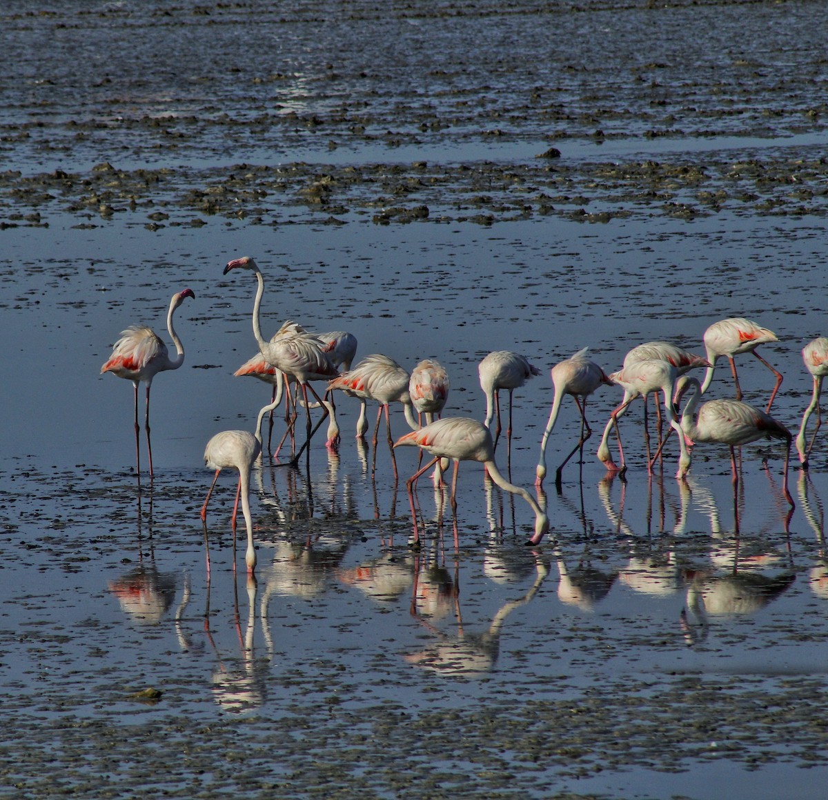 Greater Flamingo - ML152487661