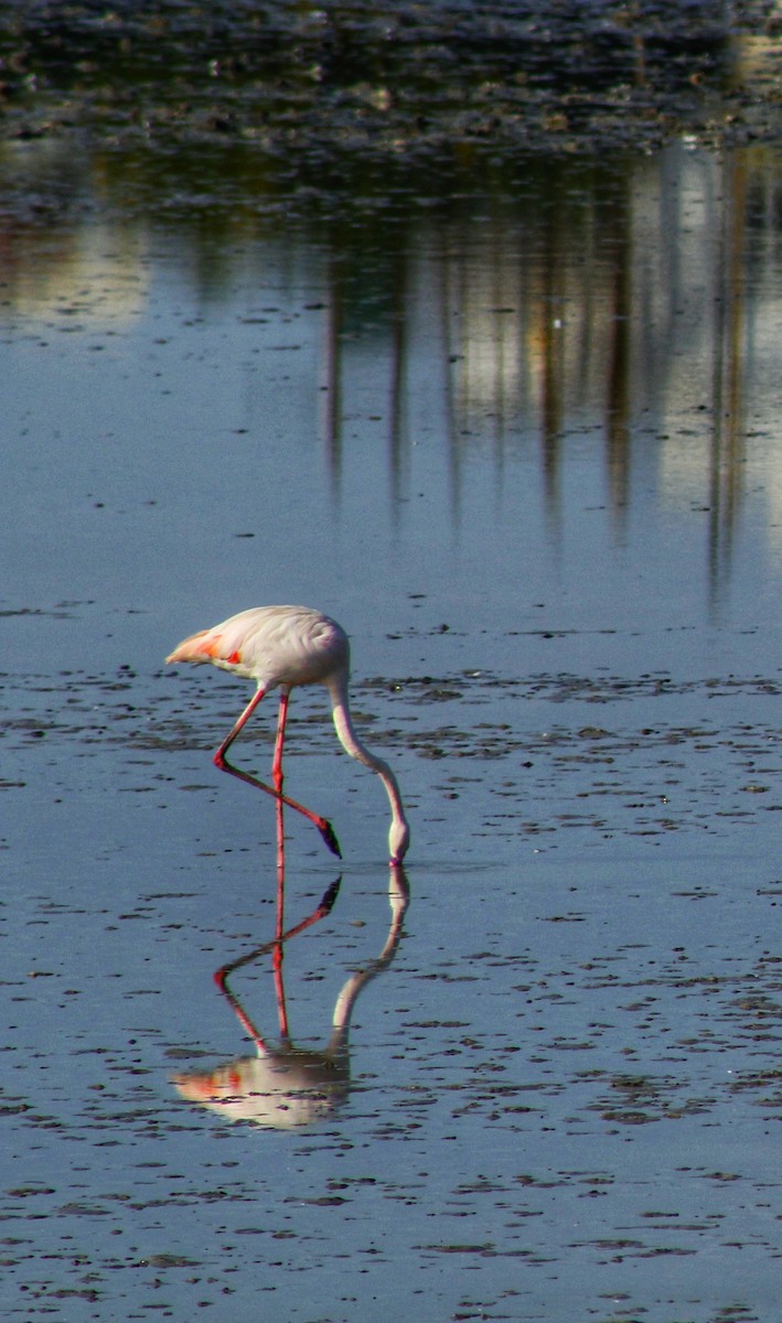 Greater Flamingo - ML152487851