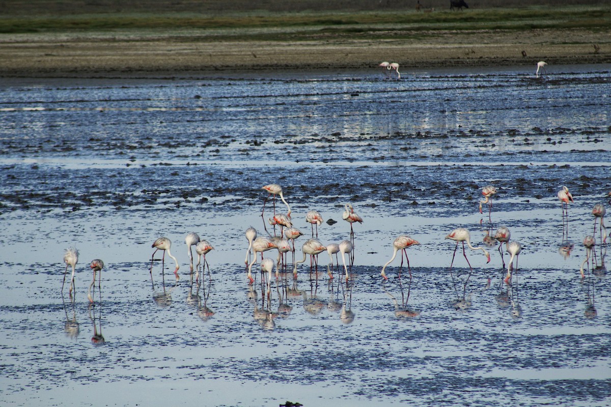 Greater Flamingo - ML152487921