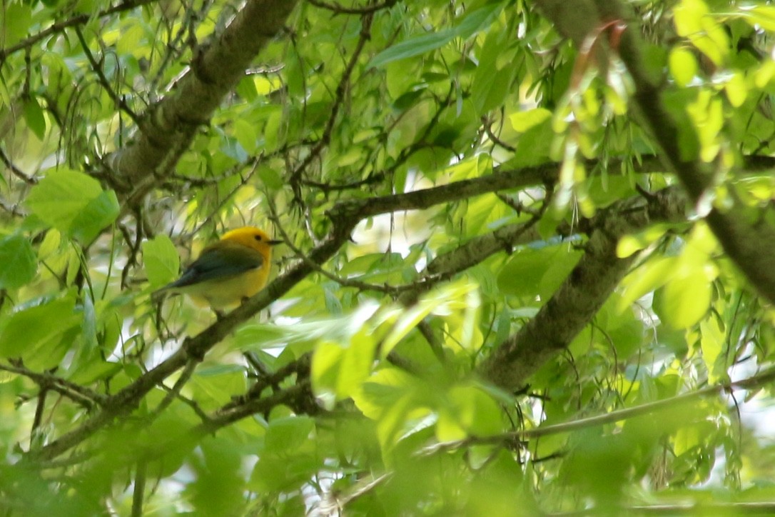 Prothonotary Warbler - ML152487971