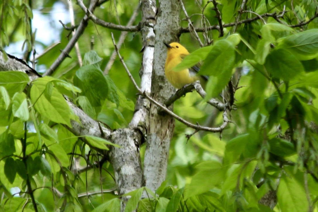 Prothonotary Warbler - ML152487981