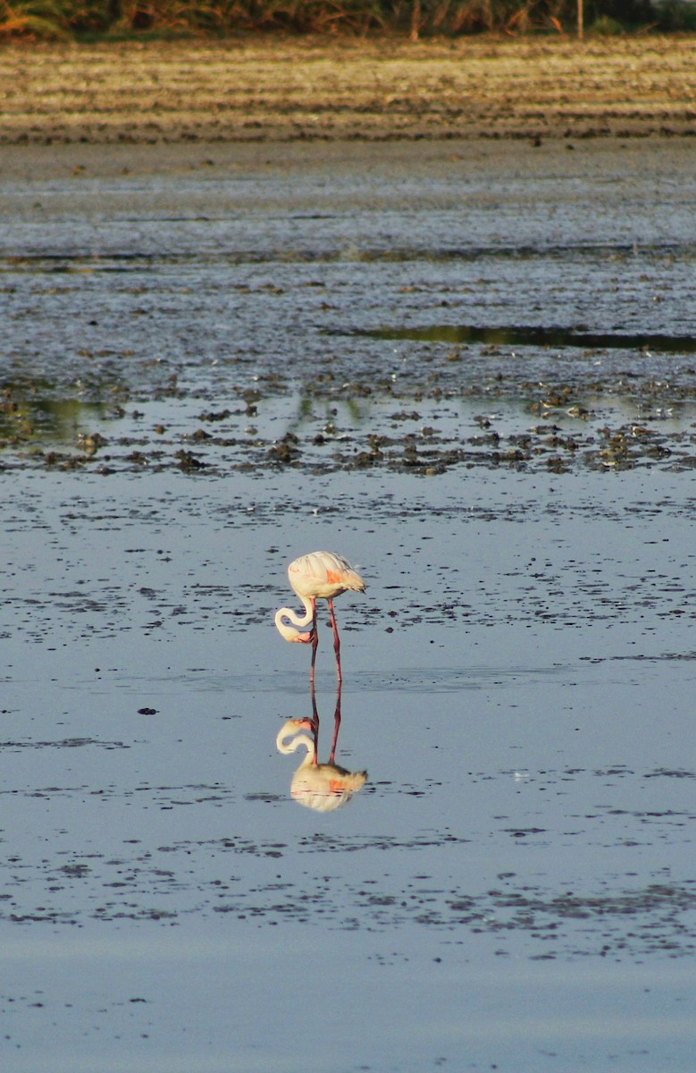 Greater Flamingo - Nandhitha  Kannan