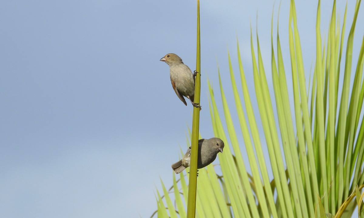 Barbados Bullfinch - grete pasch