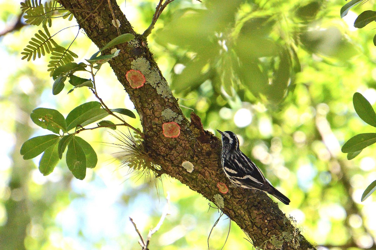 Black-and-white Warbler - Michael Coppola