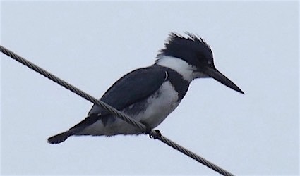Belted Kingfisher - Dave Trochlell
