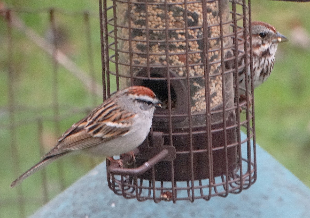 Chipping Sparrow - Mary Hall