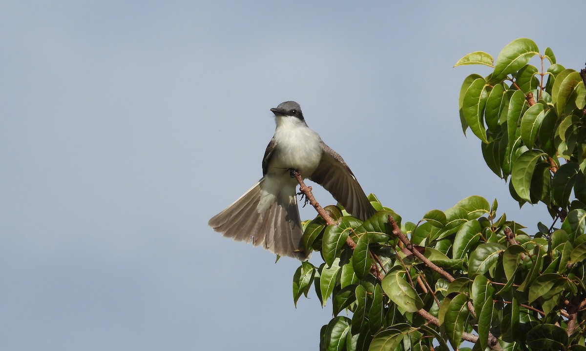 Gray Kingbird - grete pasch