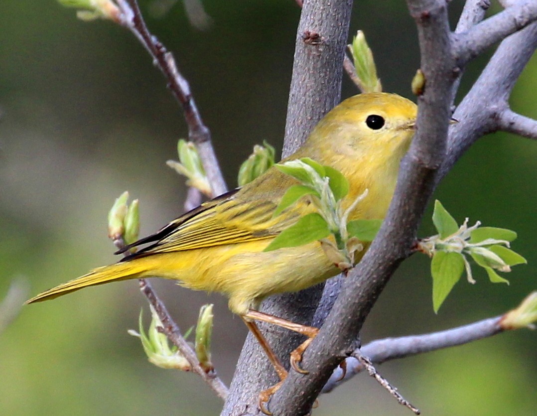 Yellow Warbler (Northern) - sam hough