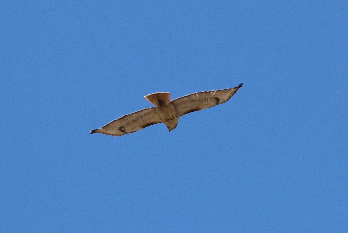 Red-tailed Hawk - Debra Rittelmann