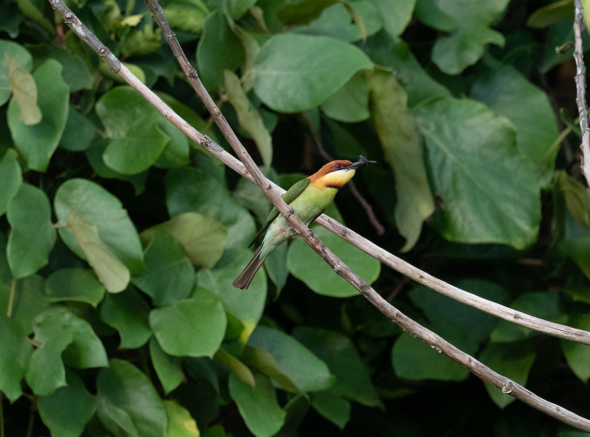 Chestnut-headed Bee-eater - jimmy Yao