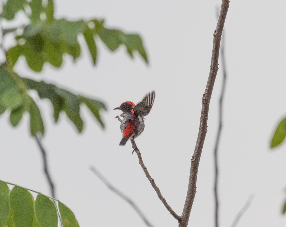 Scarlet-backed Flowerpecker - ML152490851