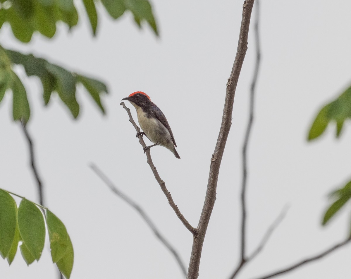 Scarlet-backed Flowerpecker - ML152490871