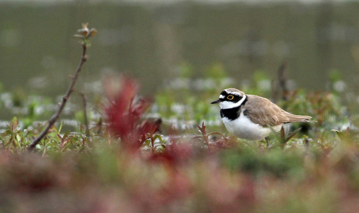Little Ringed Plover (curonicus) - Pierre Montieth