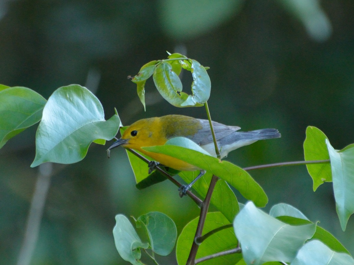 Prothonotary Warbler - Bente Torvund