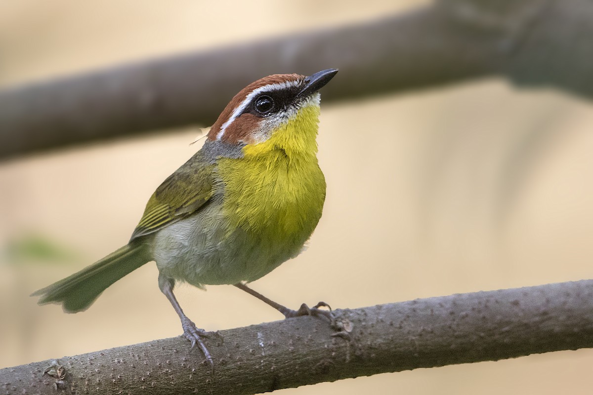 Rufous-capped Warbler (rufifrons Group) - ML152492151