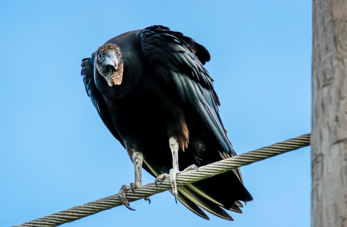 Black Vulture - Christine Andrews