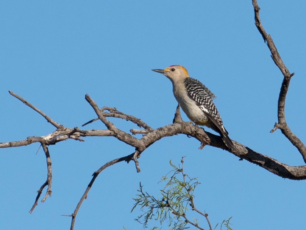 Golden-fronted Woodpecker - ML152492601