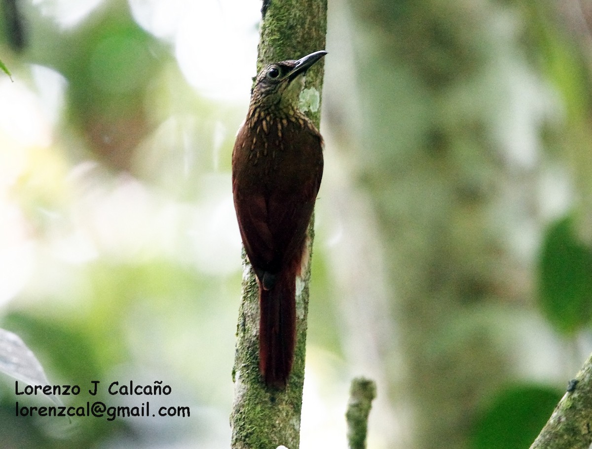 Strong-billed Woodcreeper - ML152492751