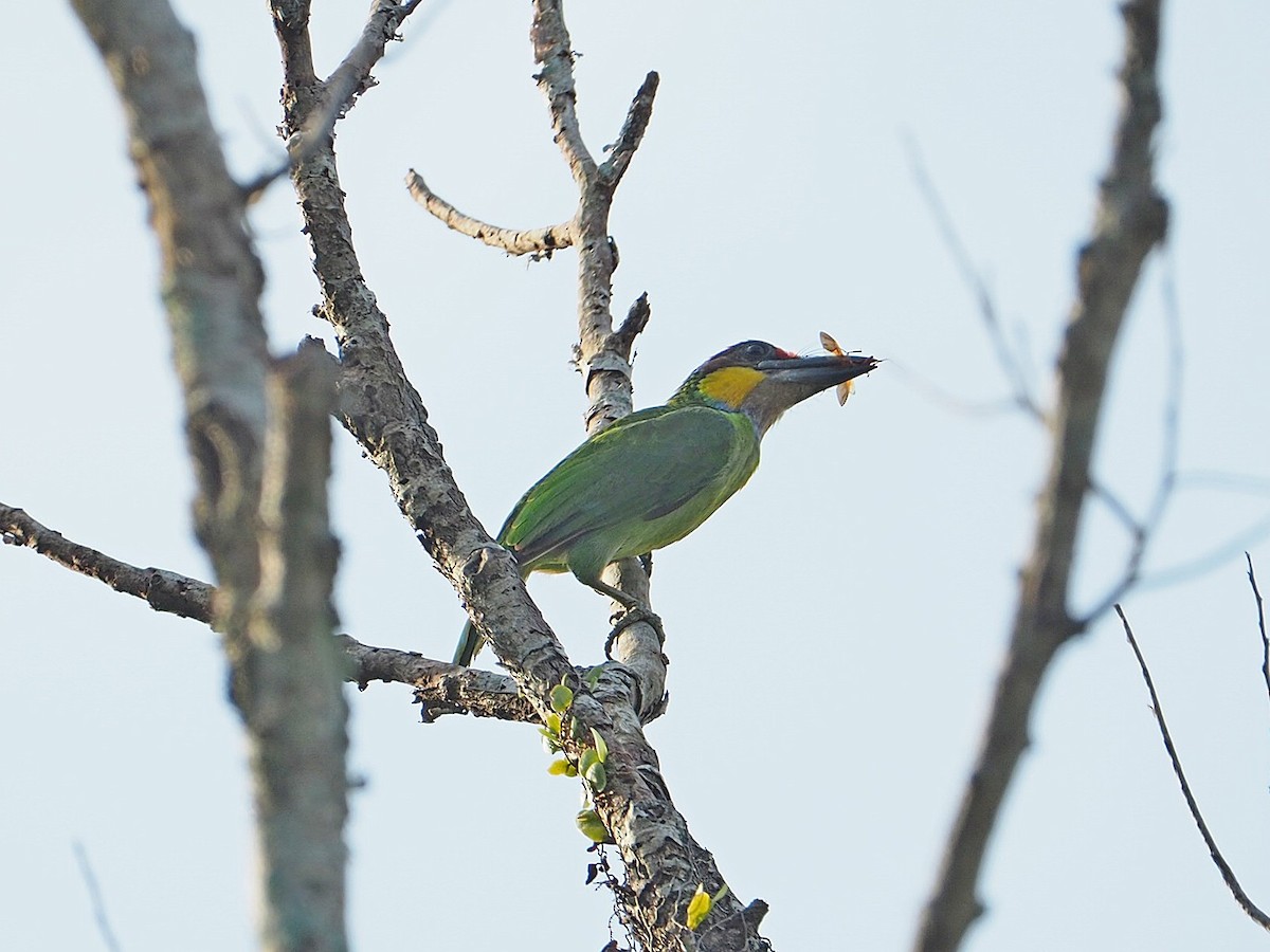 Gold-whiskered Barbet (Gold-whiskered) - Sue Chew Yap