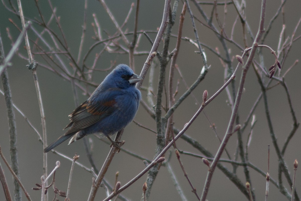 Blue Grosbeak - Lewis Grove