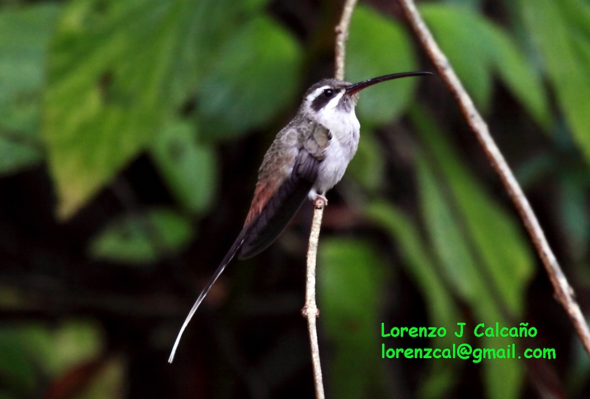 Sooty-capped Hermit - ML152494521