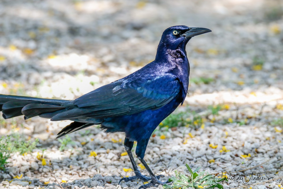 Great-tailed Grackle - Christine Andrews