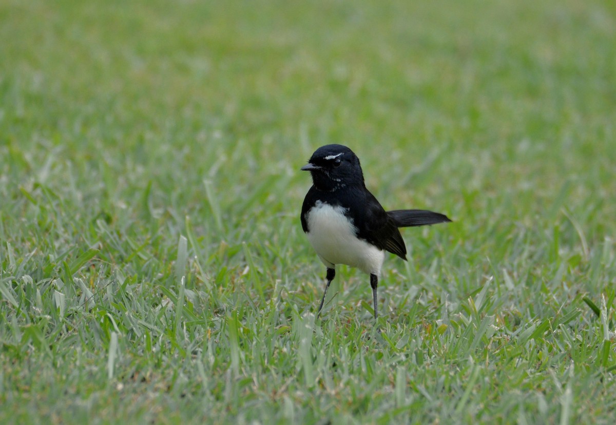 Willie-wagtail - ML152494911