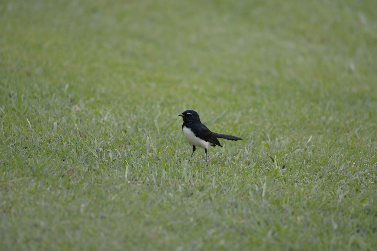 Willie-wagtail - ML152494981