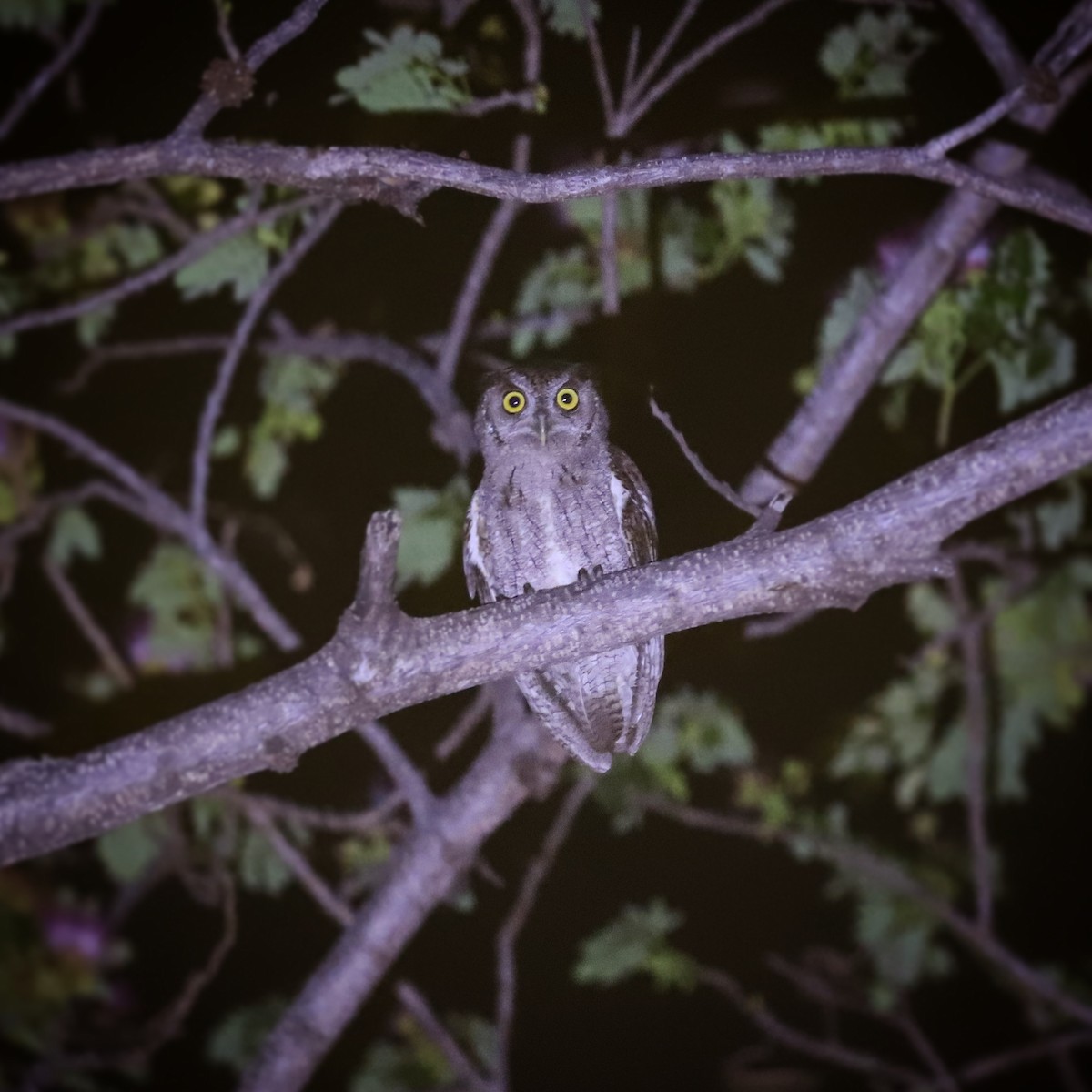 Pacific Screech-Owl - Luis Jose Kafie