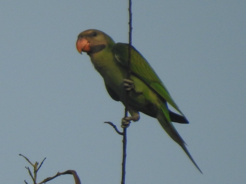 Red-breasted Parakeet - Vlad Sladariu