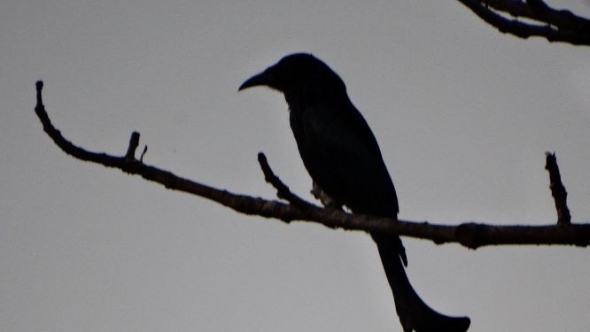 Hair-crested Drongo - ML152496301