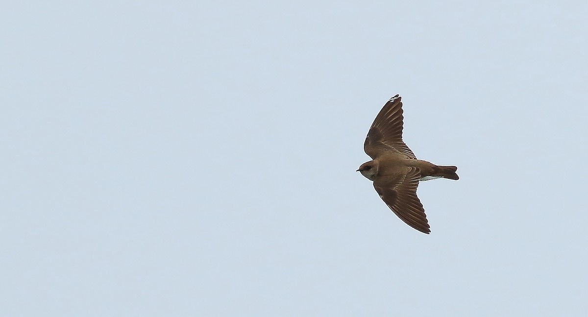 Northern Rough-winged Swallow - Serge Rivard
