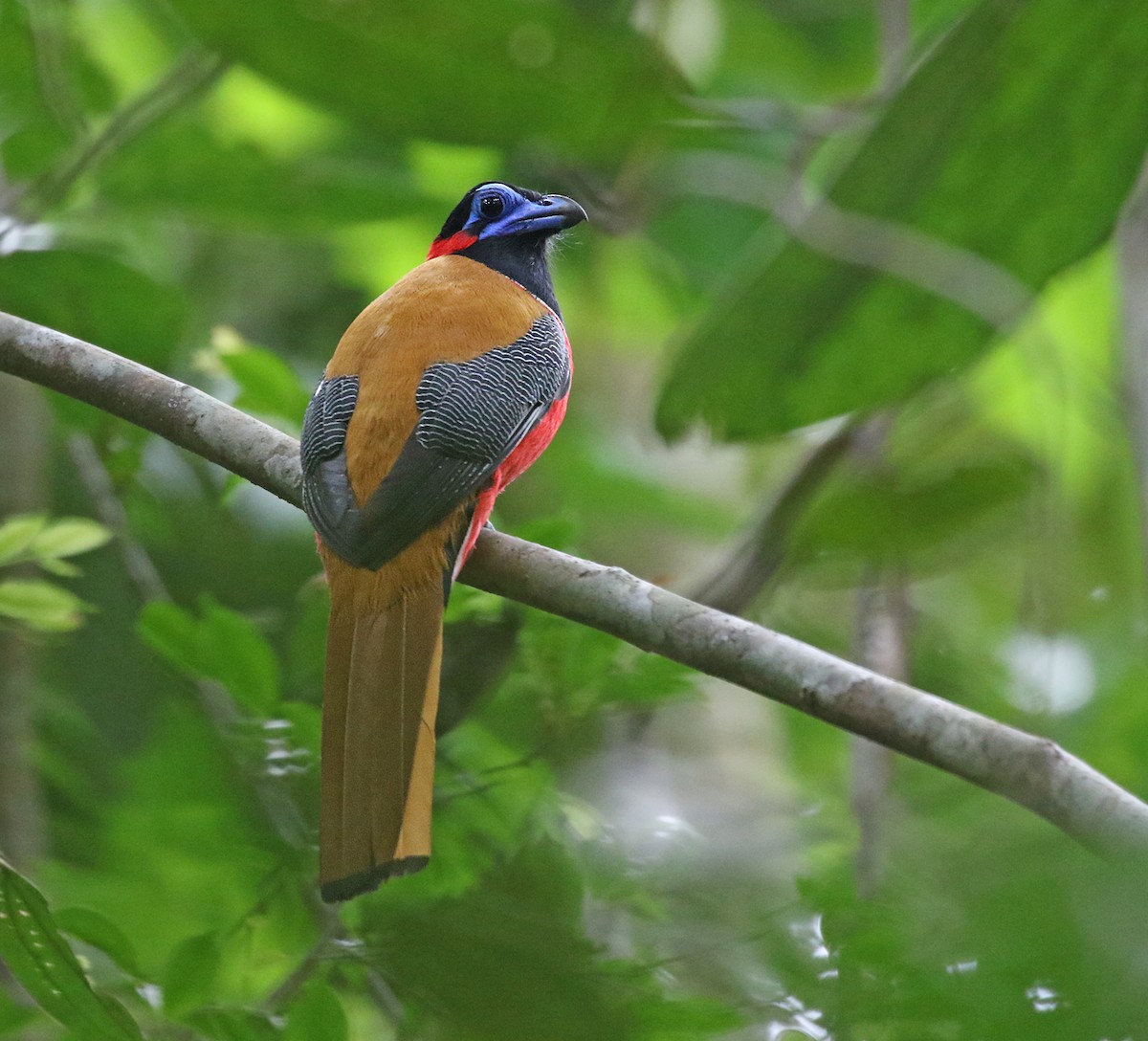 Red-naped Trogon - Dave Bakewell