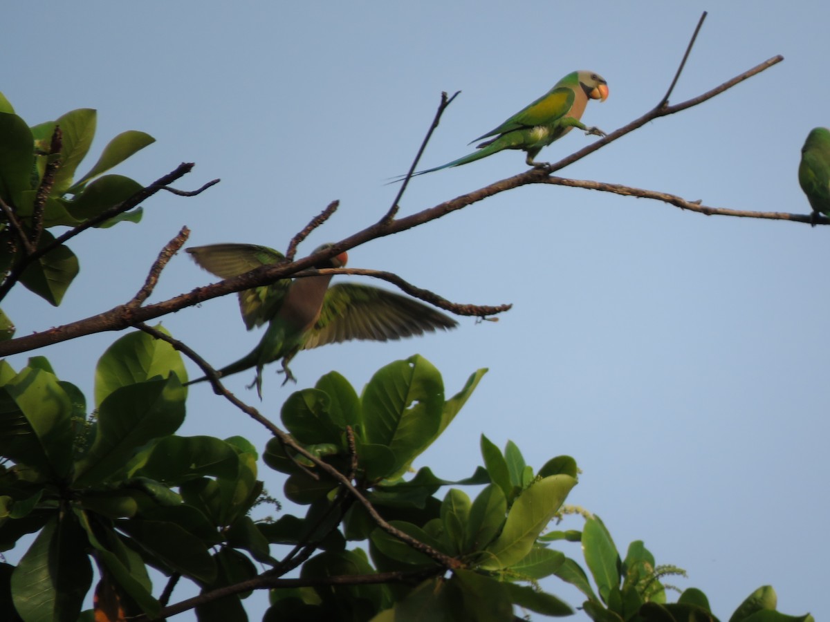Red-breasted Parakeet - ML152499171