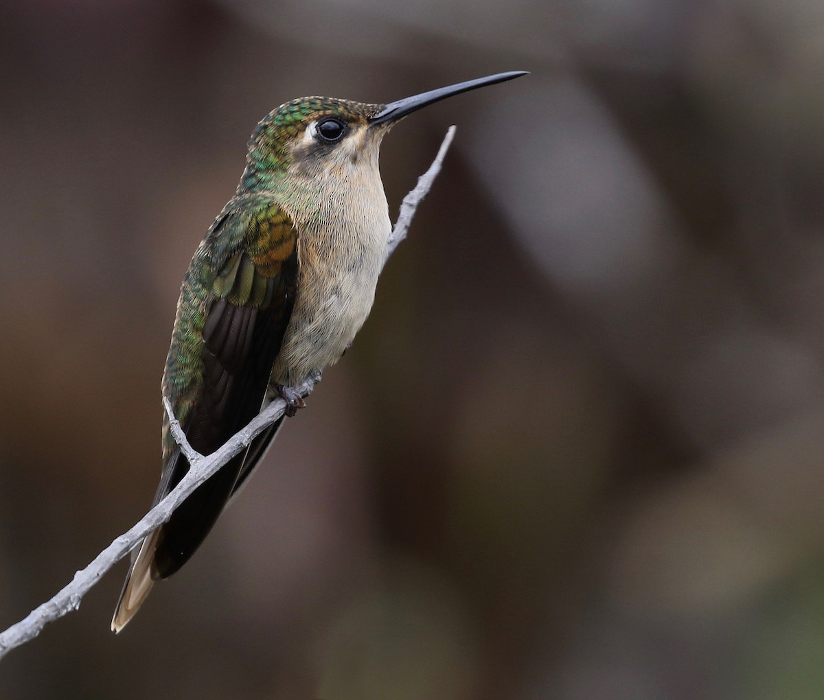 Buff-breasted Sabrewing - ML152499181