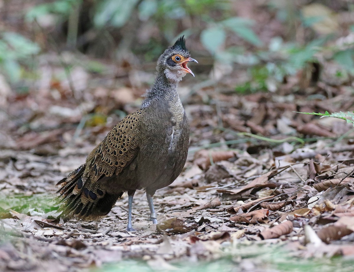 Malayan Peacock-Pheasant - ML152499641
