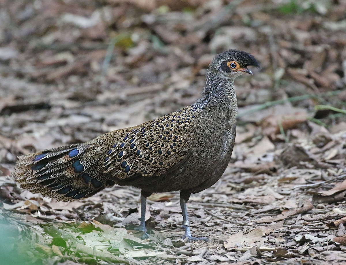 Malayan Peacock-Pheasant - Dave Bakewell