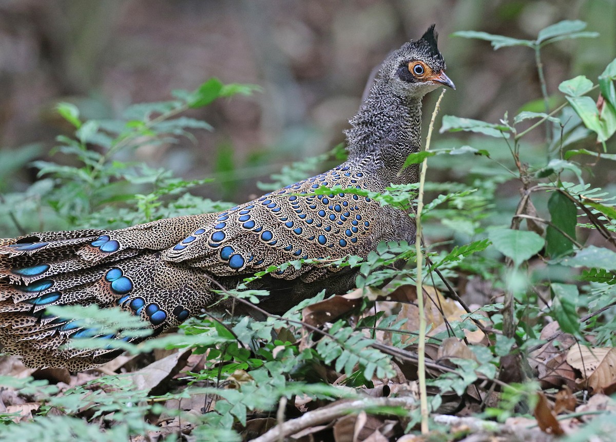 Malayan Peacock-Pheasant - ML152499671