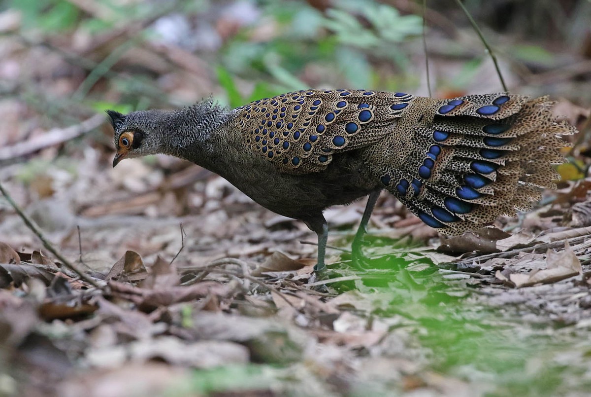 Malayan Peacock-Pheasant - ML152499711