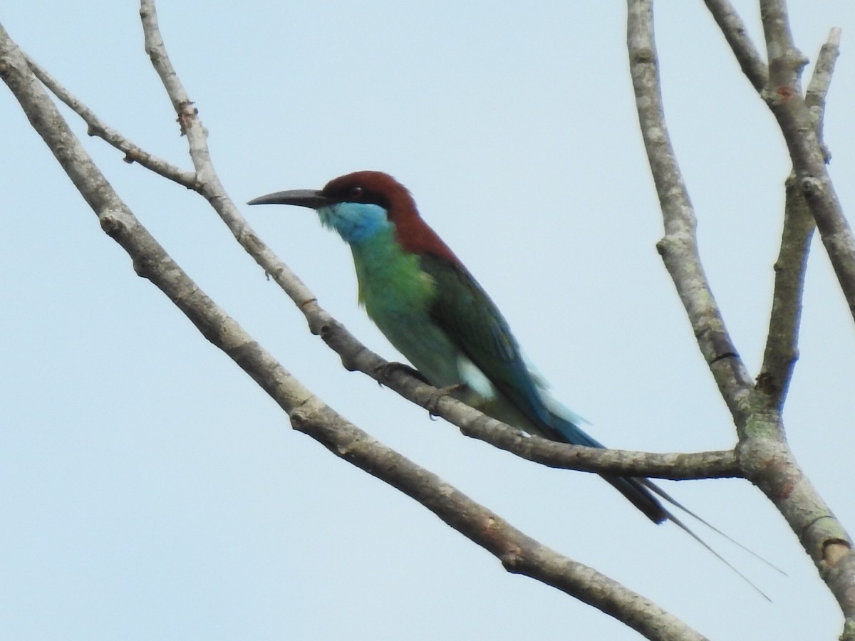 Blue-throated Bee-eater - Vlad Sladariu