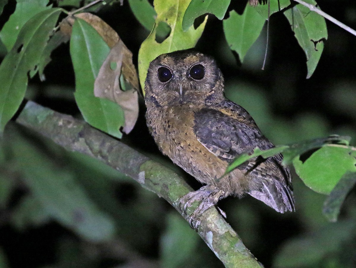 Sunda Scops-Owl - Dave Bakewell