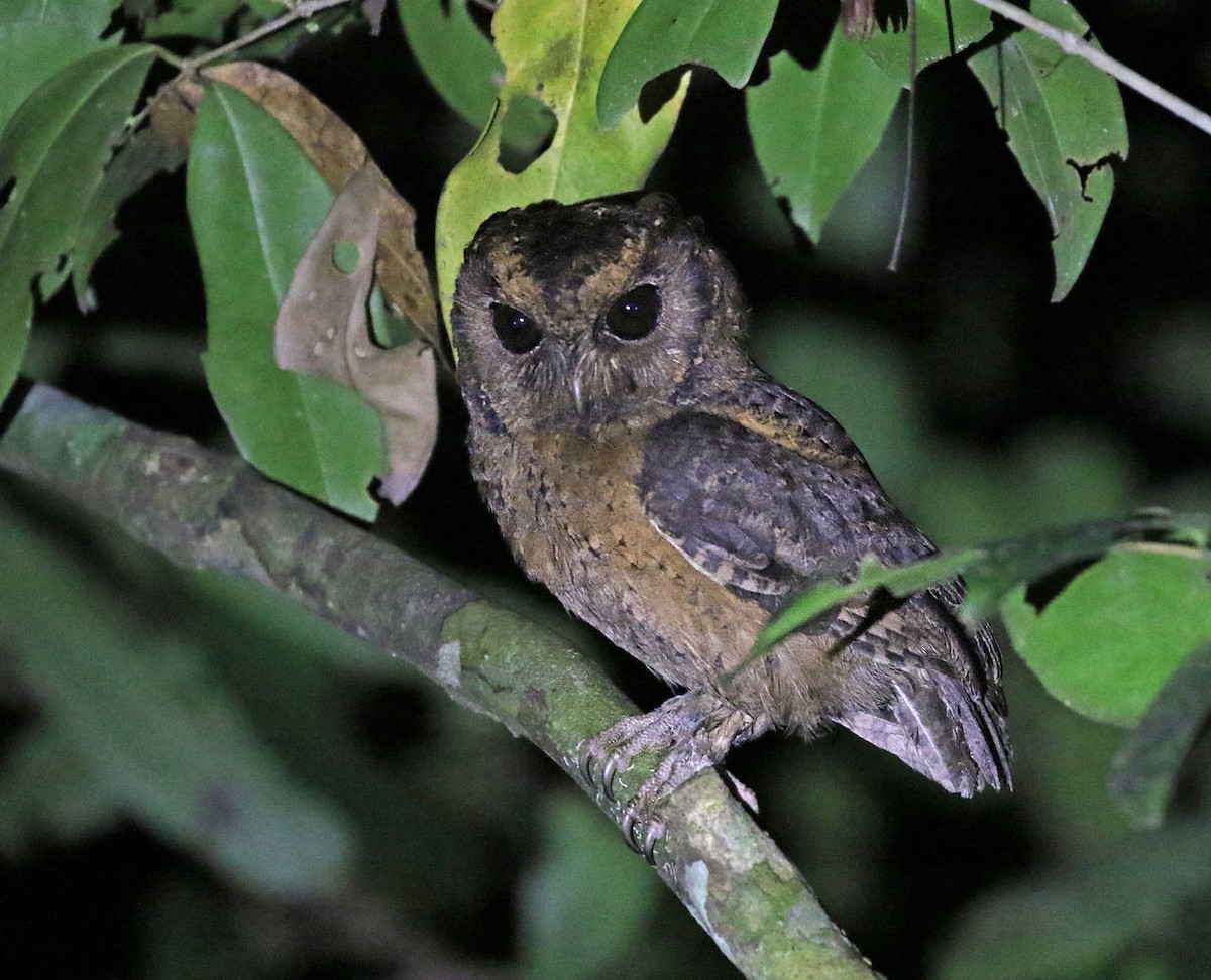 Sunda Scops-Owl - ML152500221