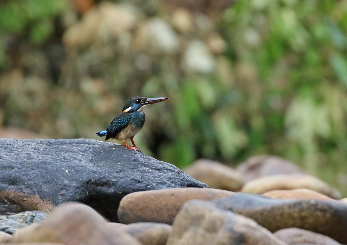 Malaysian Blue-banded Kingfisher - ML152500271