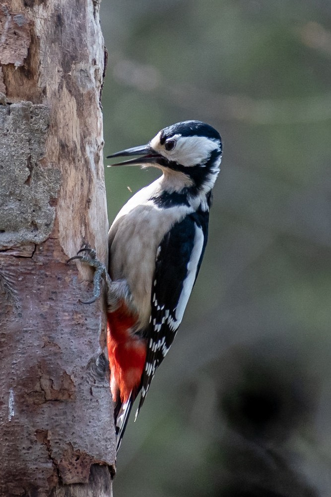 Great Spotted Woodpecker - ML152500351