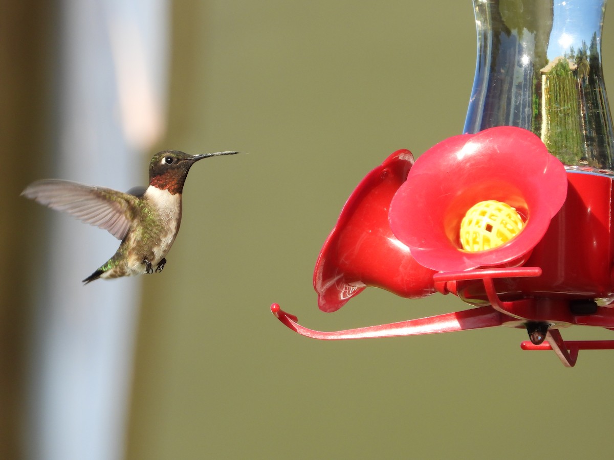 Ruby-throated Hummingbird - Martha Cartwright
